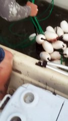 Fishermen Rescue Tangled Humpback Whale