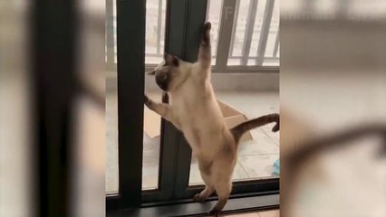 Funniest  Dogs and  Cats - Awesome Funny Pet Animals' Life Videos  (1)
