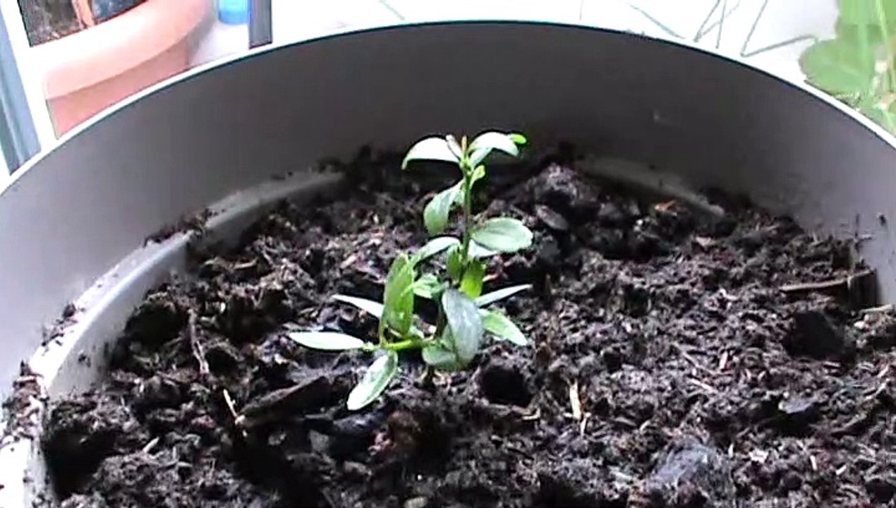 citron caviar gros plan sur ses feuilles...