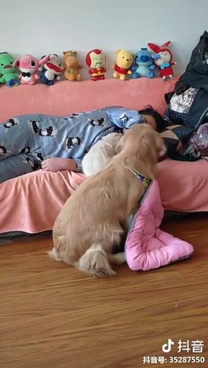 Maman golden retriever vs Chiot sur un canapé