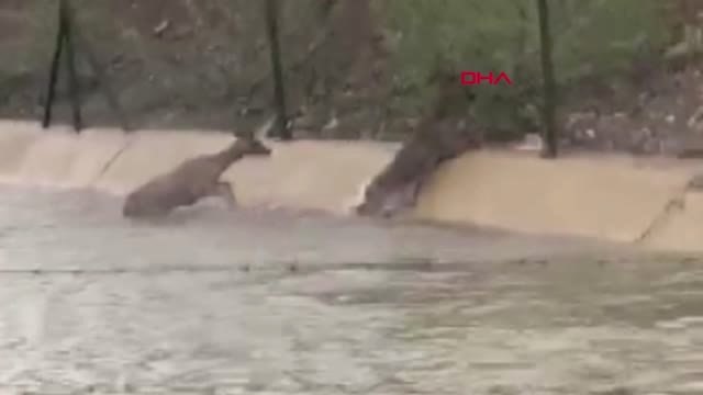 Tokat Hes Kanalına Düşen 2 Karacayı Köylüler Kurtardı