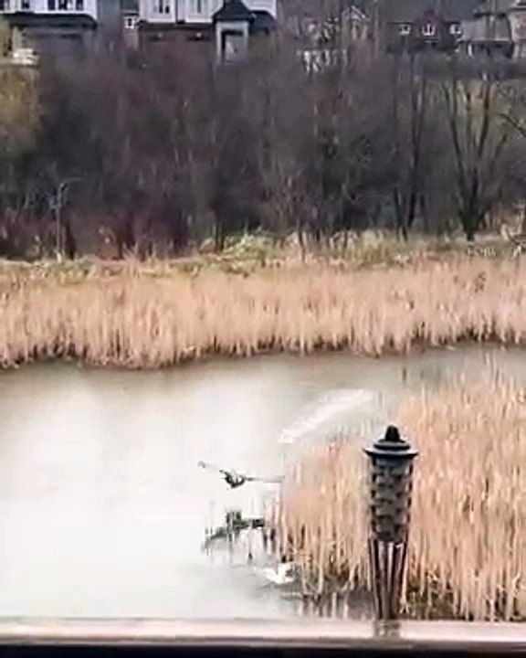 Un oiseau qui défend bien son territoire : La Bernache du Canada