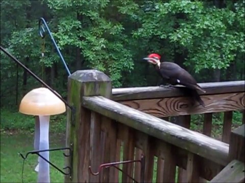 Ils filment un pic-vert magnifique mais ce qui va se passer est incroyable