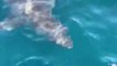 Un grand requin blanc rend visite à des pécheurs à Pensacola... Incroyable