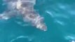 Un grand requin blanc rend visite à des pécheurs à Pensacola... Incroyable