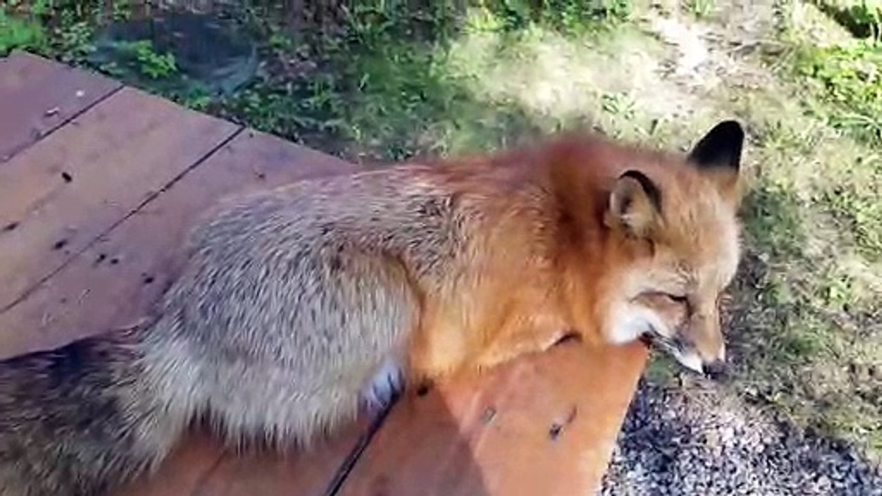 Quoi de plus adorable qu'un petit renard de compagnie