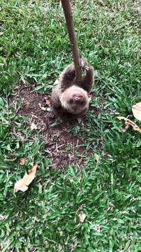 Baby Sloth Rescue Makes Precious Sounds