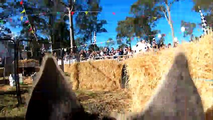 Piglets Find the Finish on Field Day