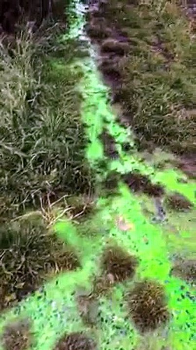 Liquide vert fluo Froidchapelle