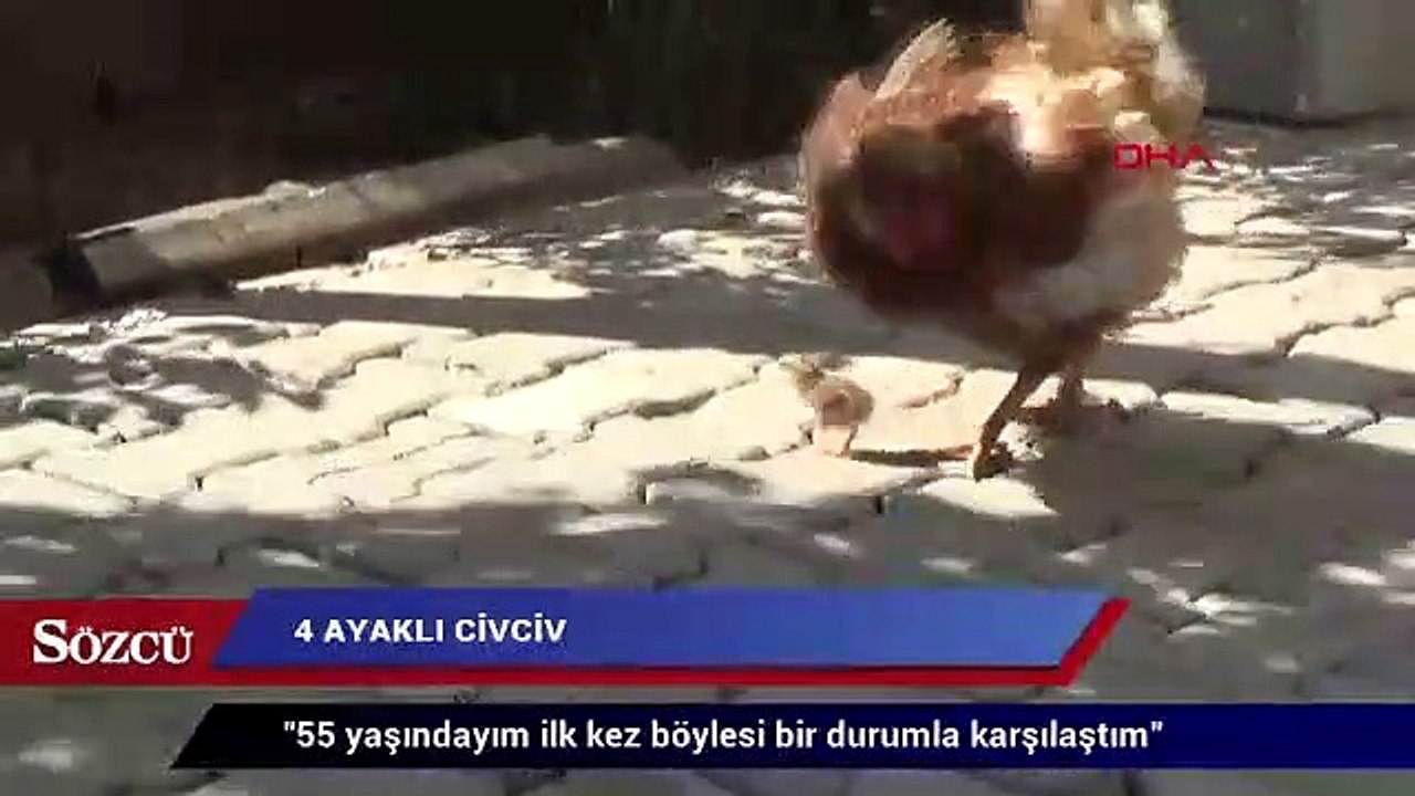 4 ayaklı civciv görenleri şaşırttı