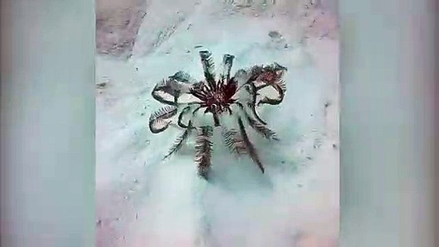 Ce crinoïde a une façon très étrange de se déplacer !
