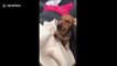 This adorable dachshund can't stop sneezing