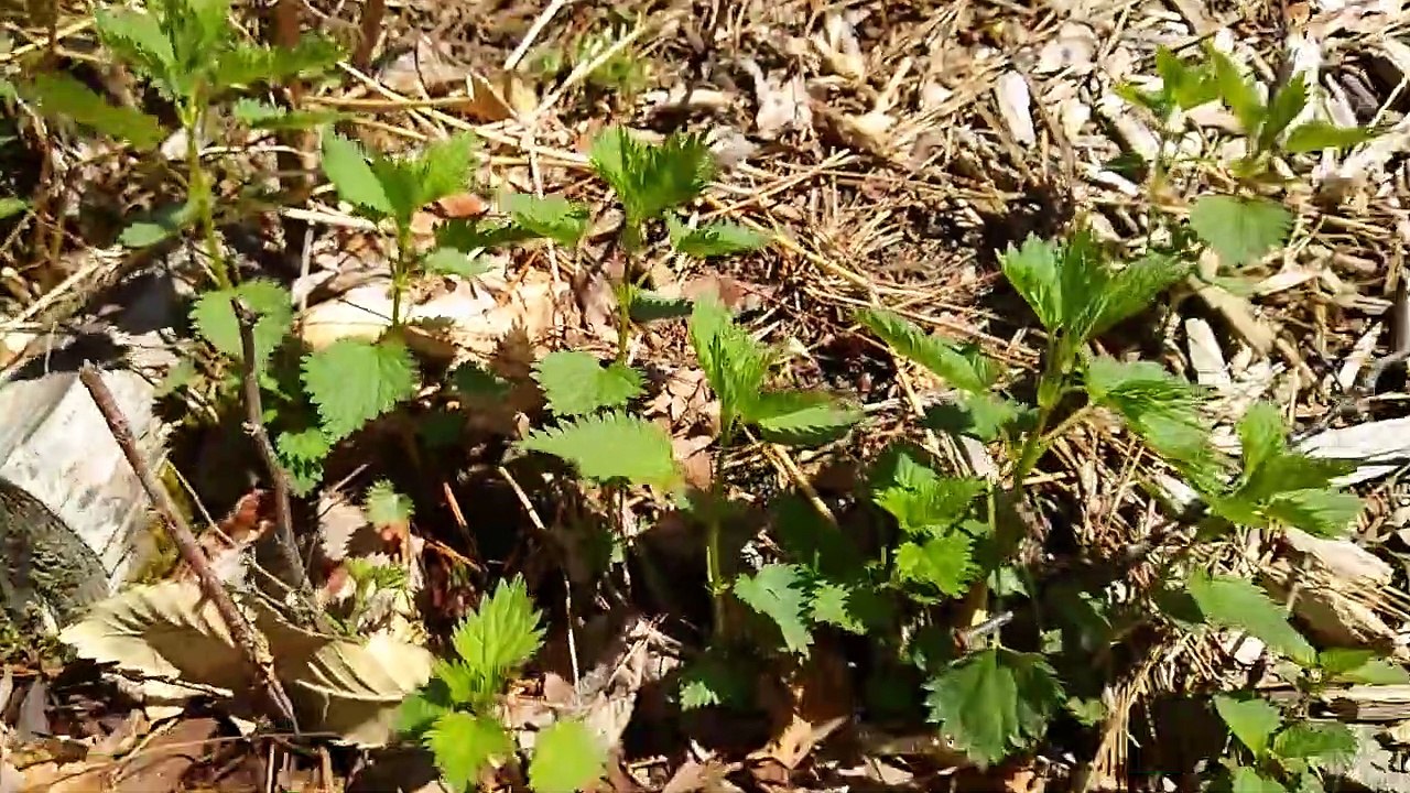 Putting Your Hand in Stinging Nettles is Cool