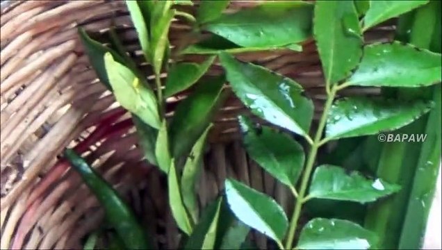 Village des Aliments à Cuisson complète Jacquier avril avec de la semence dans mon Village par ma Maman