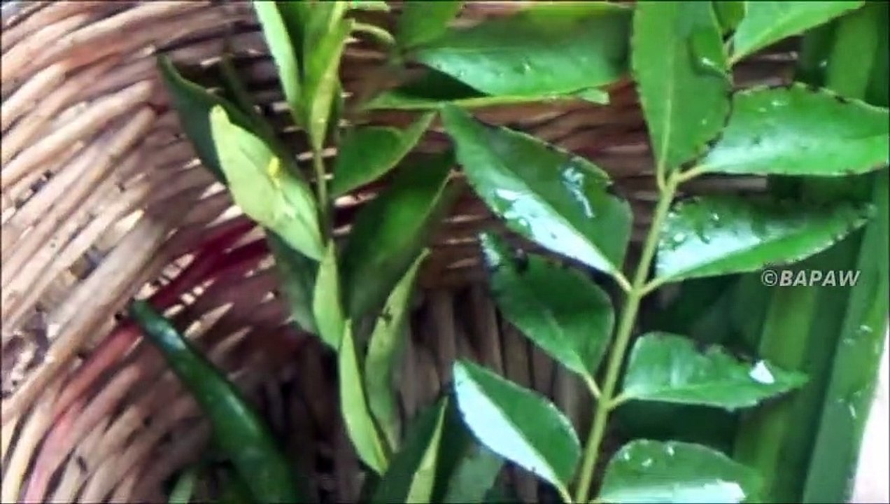 Village des Aliments à Cuisson complète Jacquier avril avec de la semence dans mon Village par ma Maman