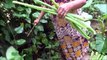 Sain Village Aliments  Cuisine Vert Taro Souches dans mon Village par ma Maman