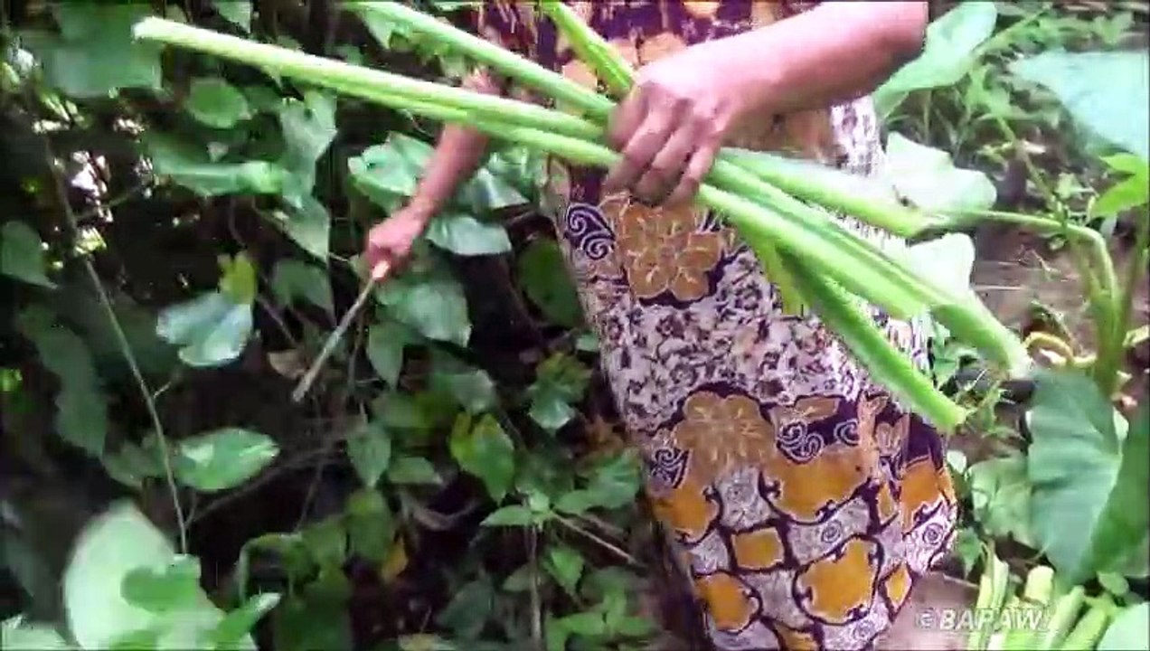 Sain Village Aliments  Cuisine Vert Taro Souches dans mon Village par ma Maman