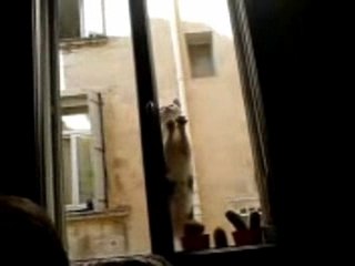 Minou qui fait de la tecktonik