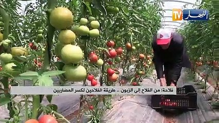 فلاحة: من الفلاح إلى الزبون.. طريقة الفلاحين لكسر المضاربين