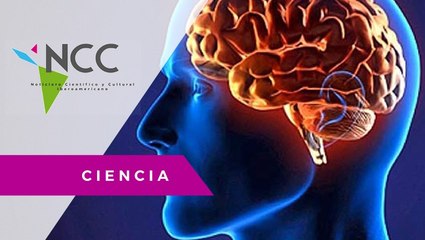 Producción de nuevas neuronas en roedores