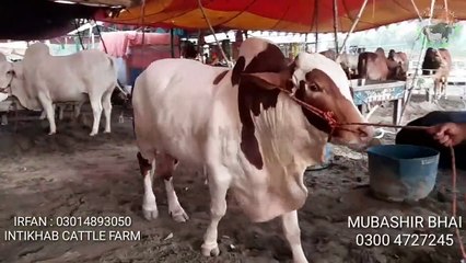 下载视频: Cow mandi 2019 - HEAVIEST BULLS VIDEO- BAKRA MANDI PAKISTAN - COW MANDI PAKISTAN