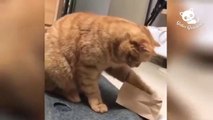 Gatos graciosos videos | Videos de gatitos muy divertidos | funny videos | amazing videos | cat videos