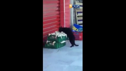 هذه نهاية لامبالاة التجار وانعدام المسؤولية عند الموزعين