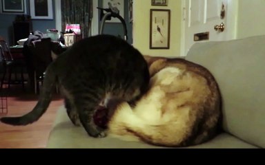 Cat hilariously decides to sleep on top of husky dog!