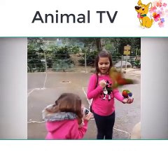 SHOWED LOSTED FUNNY video about ANIMALS Fun with animals