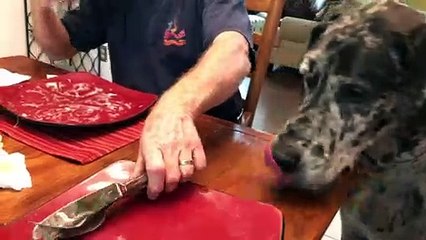 Great Dane dish washer