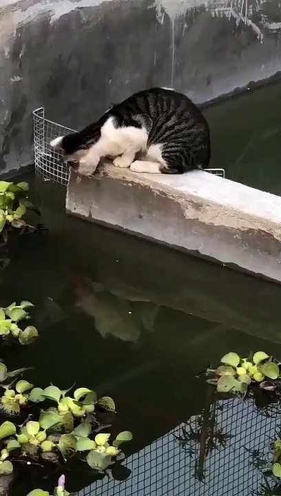 Do you know how to catch a fish?