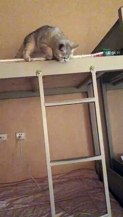 The clever kitten has learnt how to walk down the stairs.