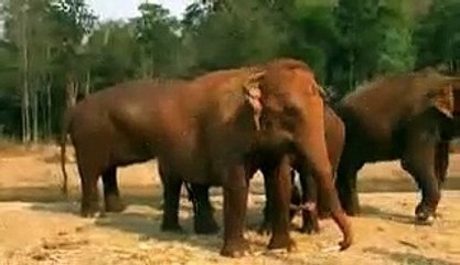 Friendship between a man and  elephant