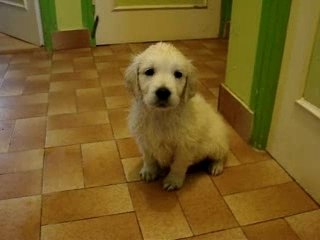 1er bain 15 01 2008  chiot abso /taram