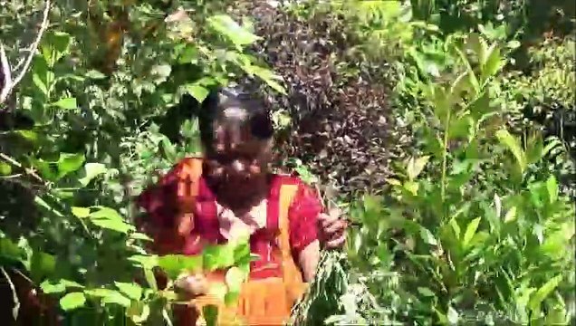 Sain Village Aliments Pilon Feuilles de Curry préparé dans mon Village par ma Maman