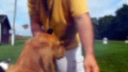 Dogtra 1900s VS E-Collar Technologies K9-400