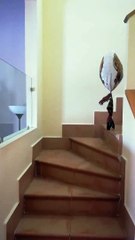 Bóng bay búp bê tự bước xuống cầu thang