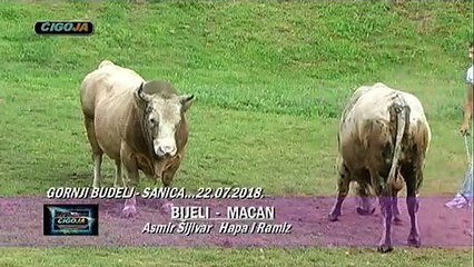 BIJELI MACAN GORNJI BUDELJ SANICA 2018
