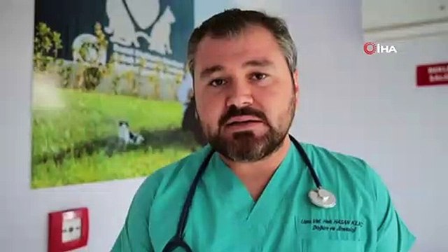 Anneleri Tarafından Terk Edilen Yavru Tilkiler, Koruma Altına Alındı