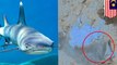 Penyelam temukan hiu tak bernyawa di perairan Sabah - TomoNews
