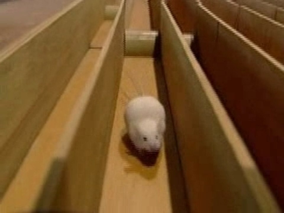 Course de rats