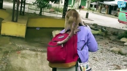 AMAZING ANIMALS 2019 | MUST WATCH | LAUGH ALERT