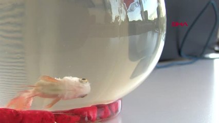 Bursa Prof. Dr. Altun Süs Balığı Besleyeceksek Yaşam Hakkına Saygı Duymalıyız