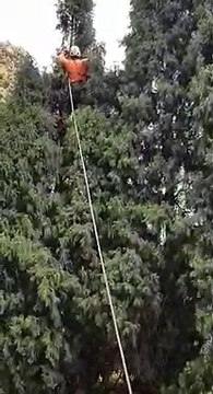 Tree and Garden Services | Sam's Tree Services