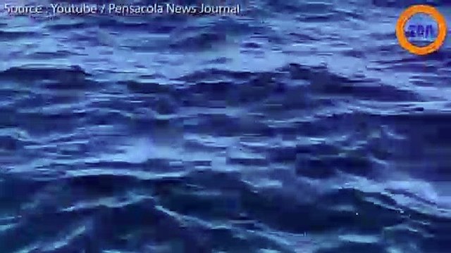 Un requin de 3 mètres nage tout près d'un bateau !