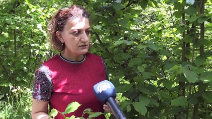 Fındık bahçelerini faydalı böcekler koruyacak - DÜZCE