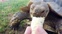 Hungry tortoise happily snacks on fresh banana