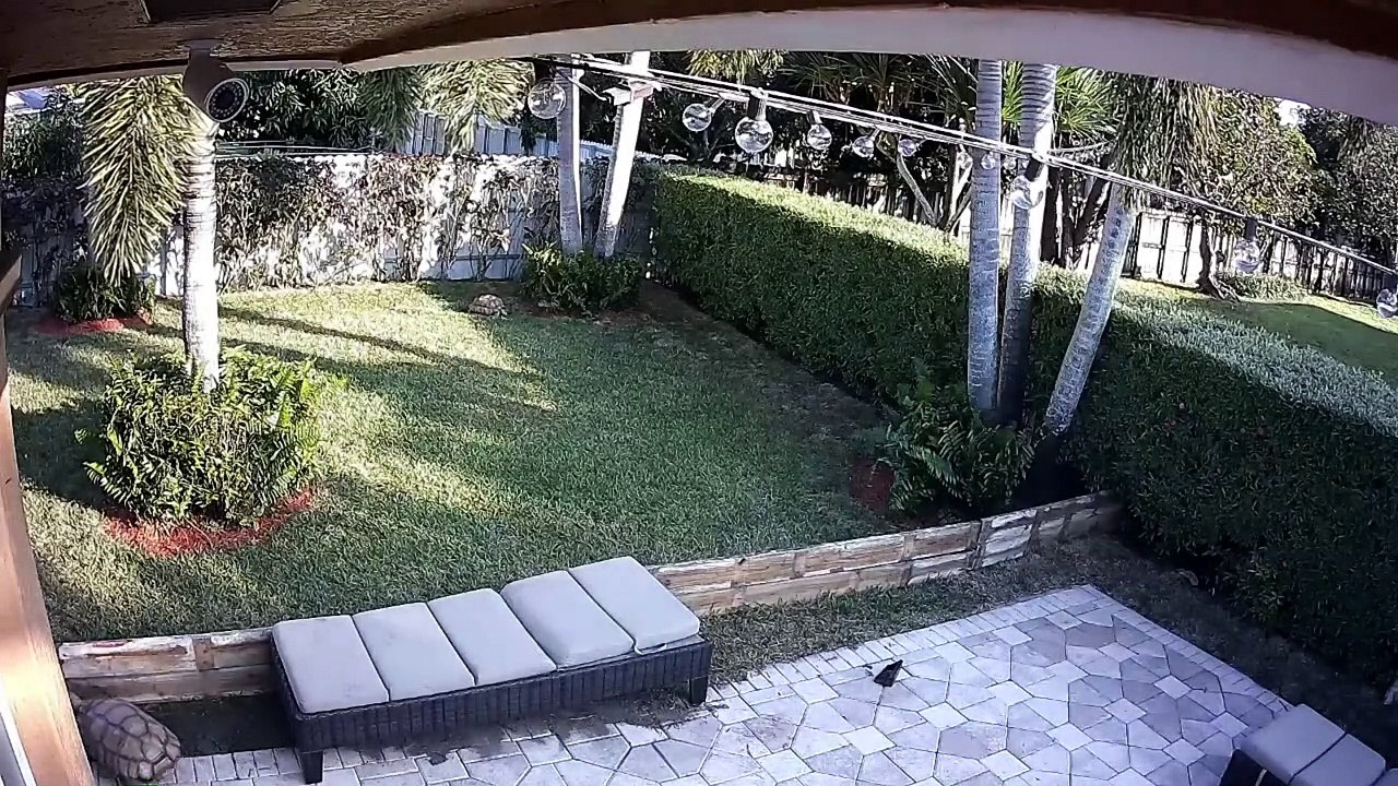 Loved-up tortoise scales garden furniture to reach female