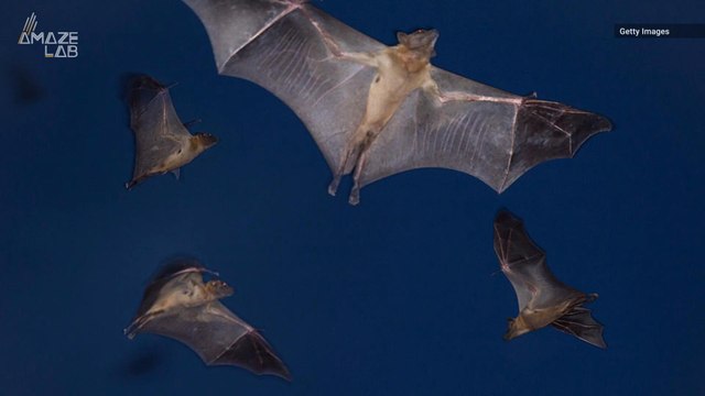 Millions of Cat-Sized Bats Cover the Sky in Largest Mammal Migration