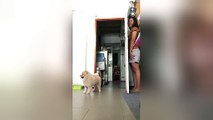 Fluffy pomeranian confused after owner hides behind door